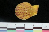 藏品(馬氏海扇蛤)的圖片